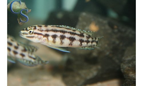 Julidochromis marlieri